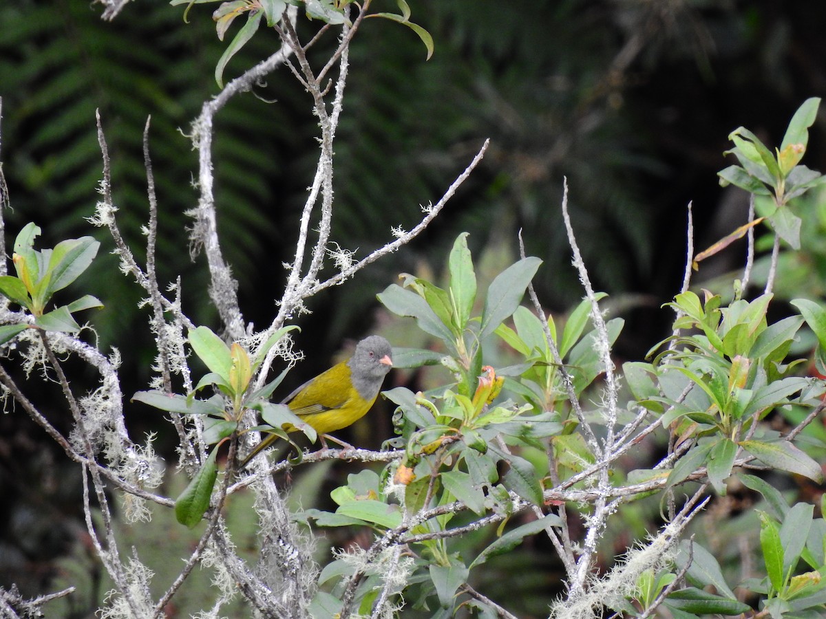 Gray-hooded Bush Tanager - ML290687671