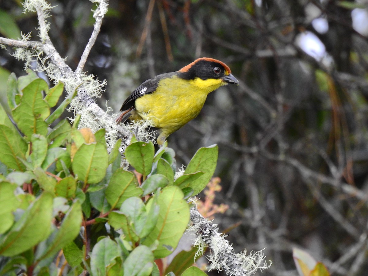 Yellow-breasted Brushfinch - ML290687711