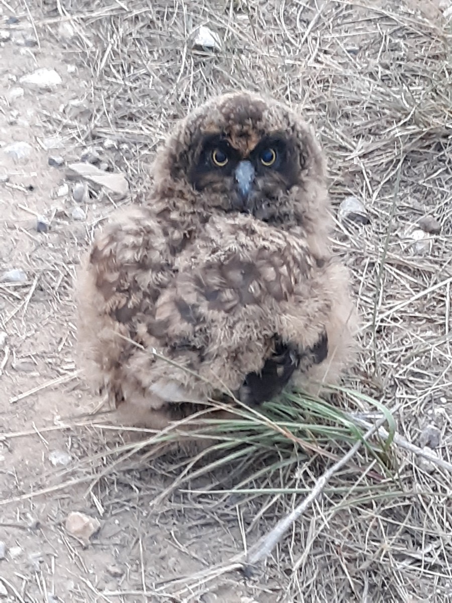 kalous pustovka (ssp. flammeus) - ML290688201