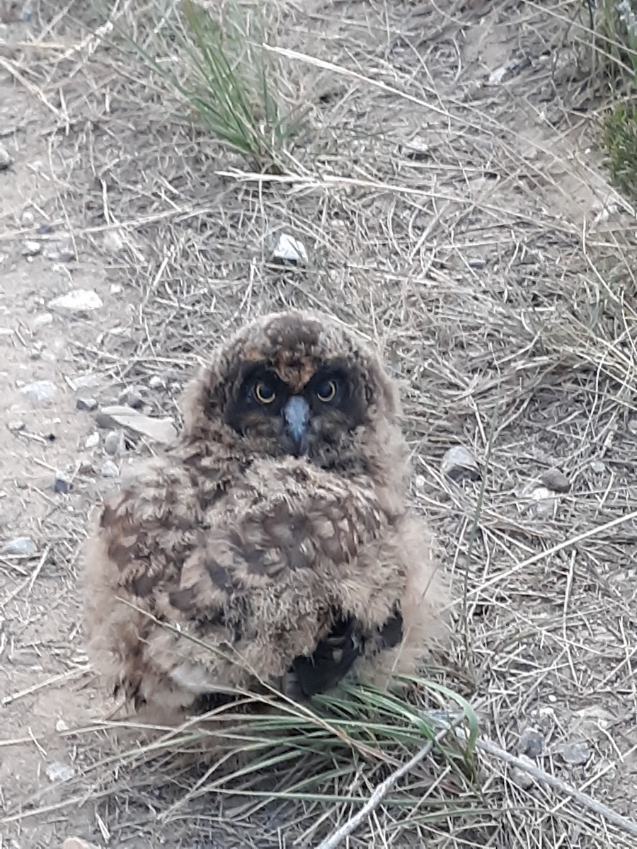 kalous pustovka (ssp. flammeus) - ML290688251