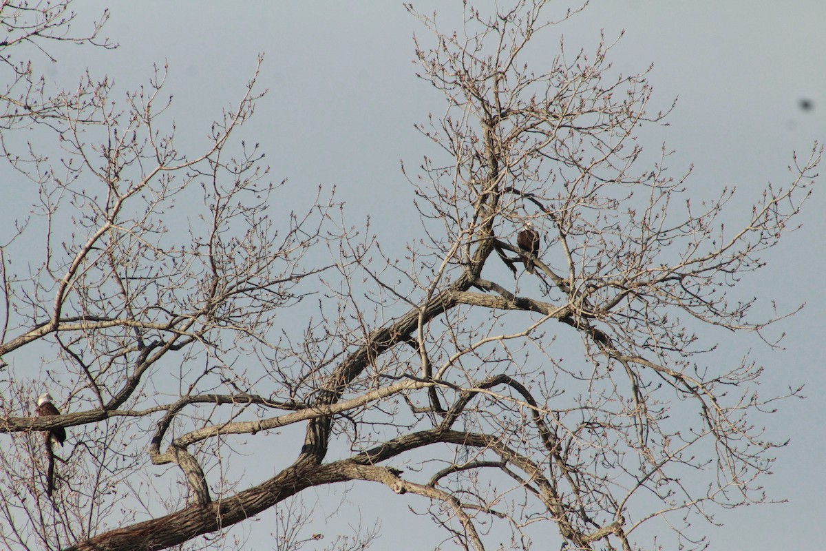 Weißkopf-Seeadler - ML290688441