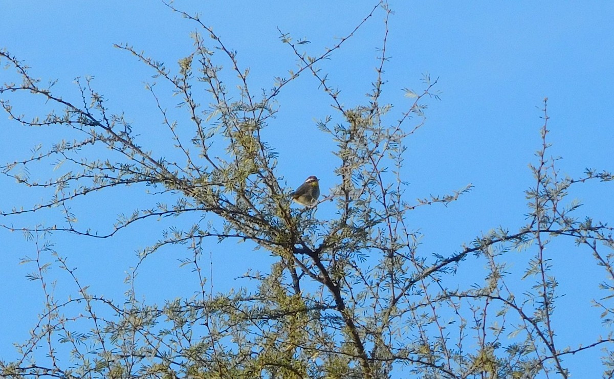 Rufous-capped Warbler - ML290689091