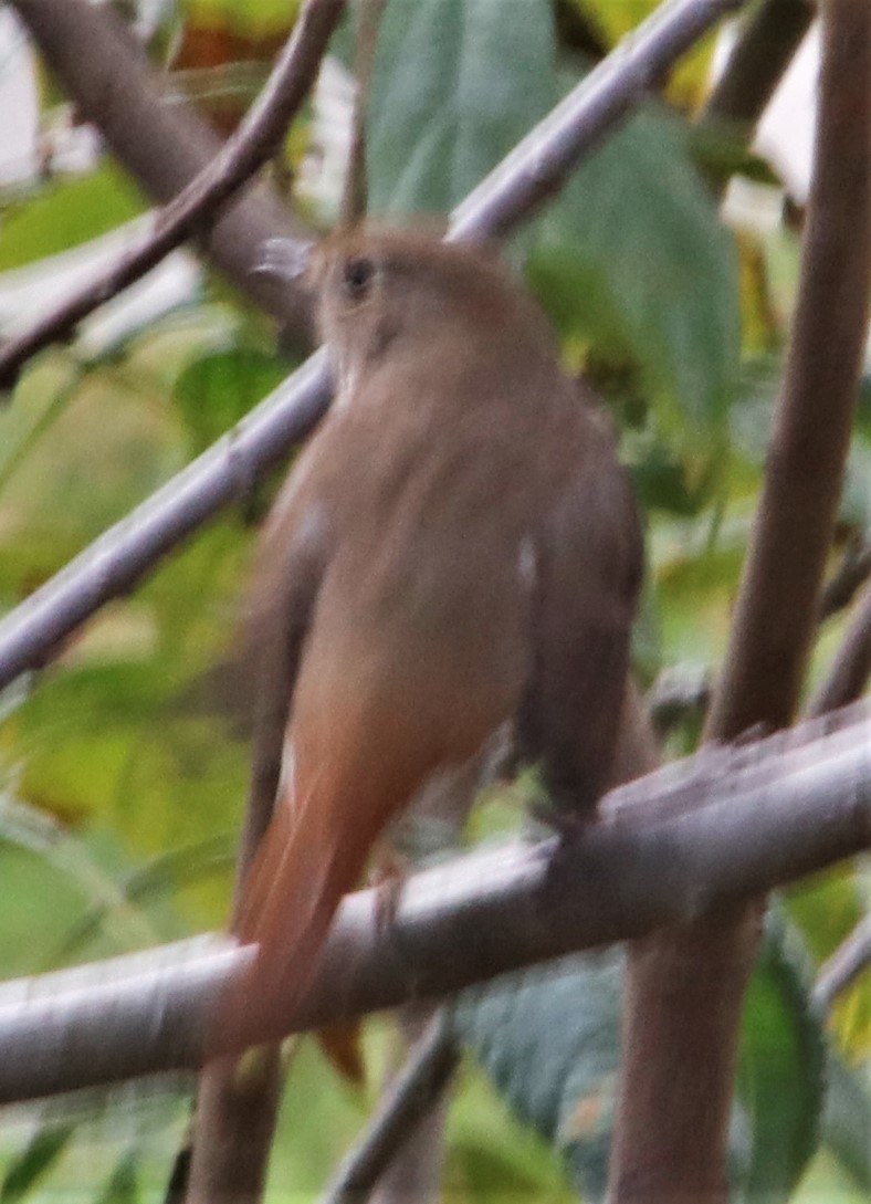 Hermit Thrush - ML290690451