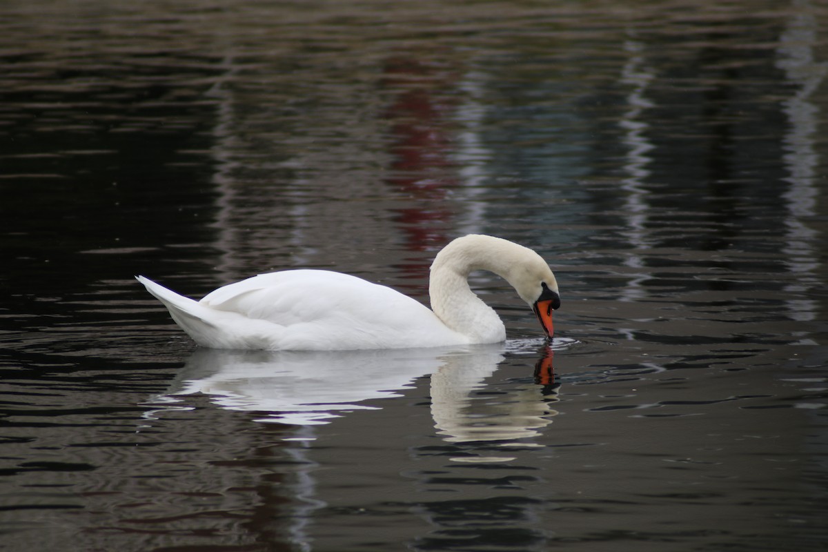 Mute Swan - ML290690611