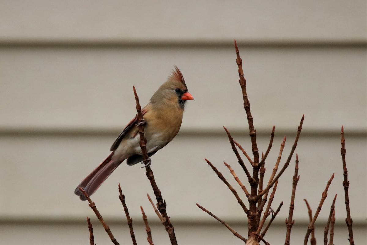 Northern Cardinal - ML290690651