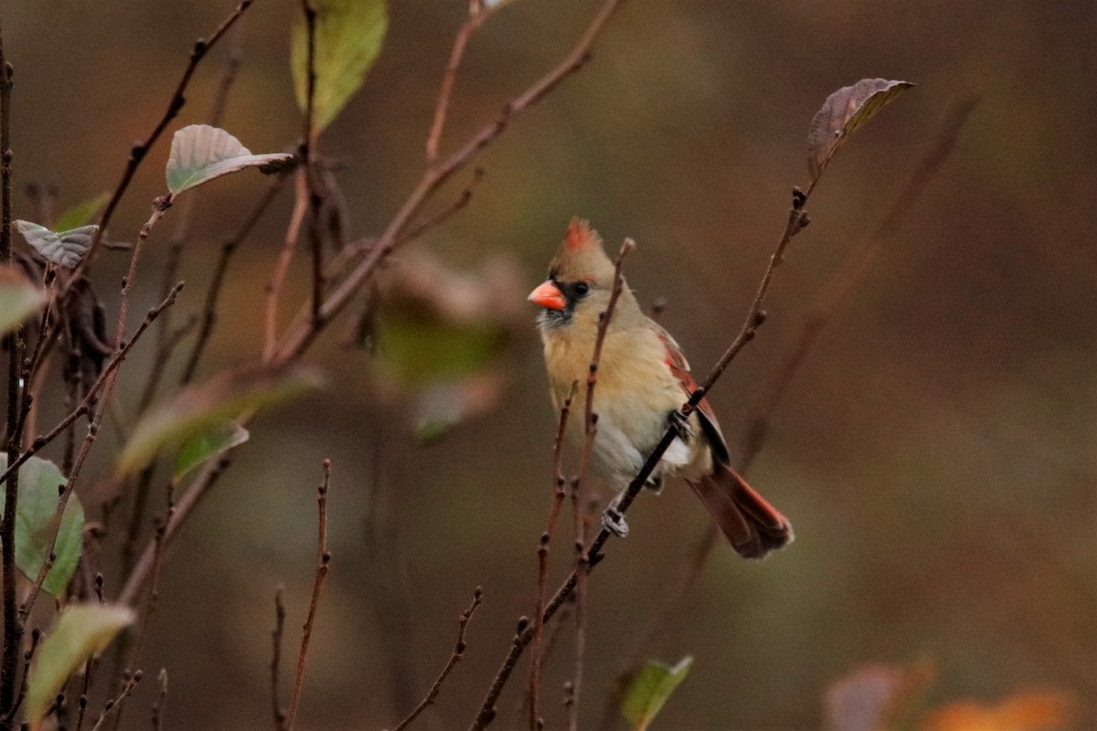 Northern Cardinal - ML290690661