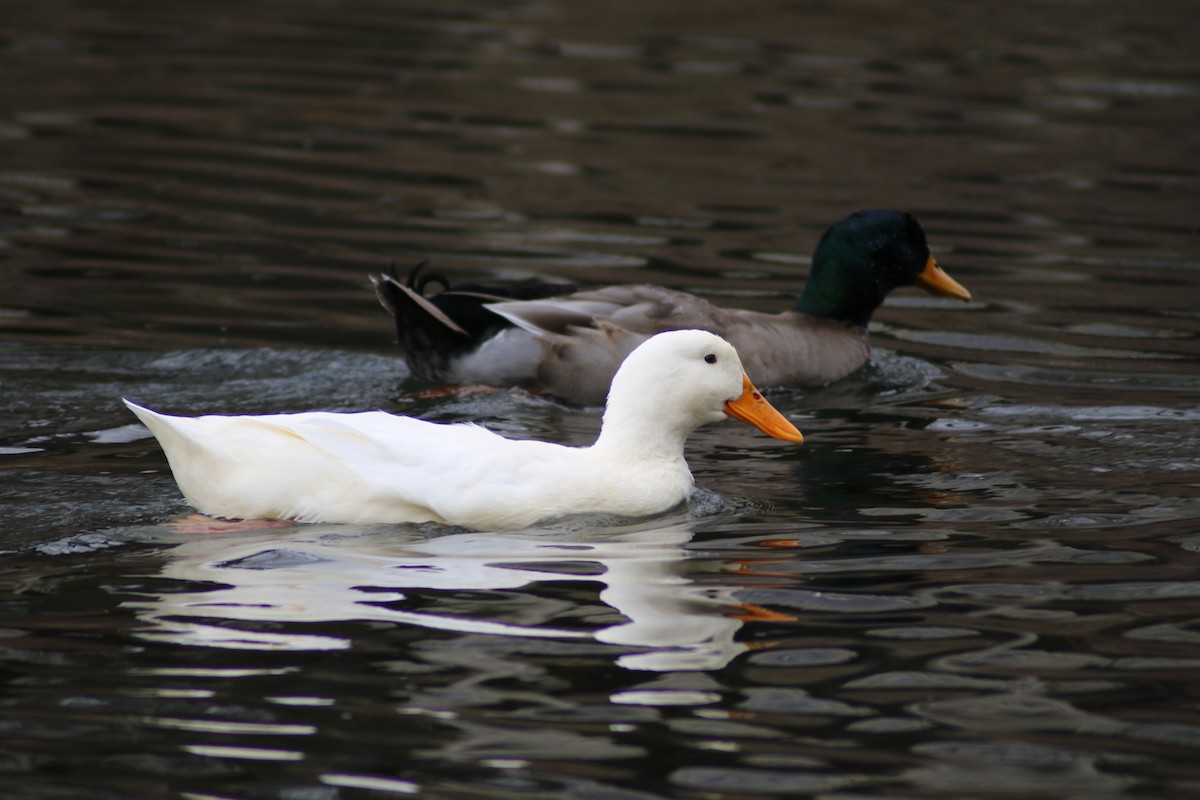 Mallard (Domestic type) - Chandler Sonafrank