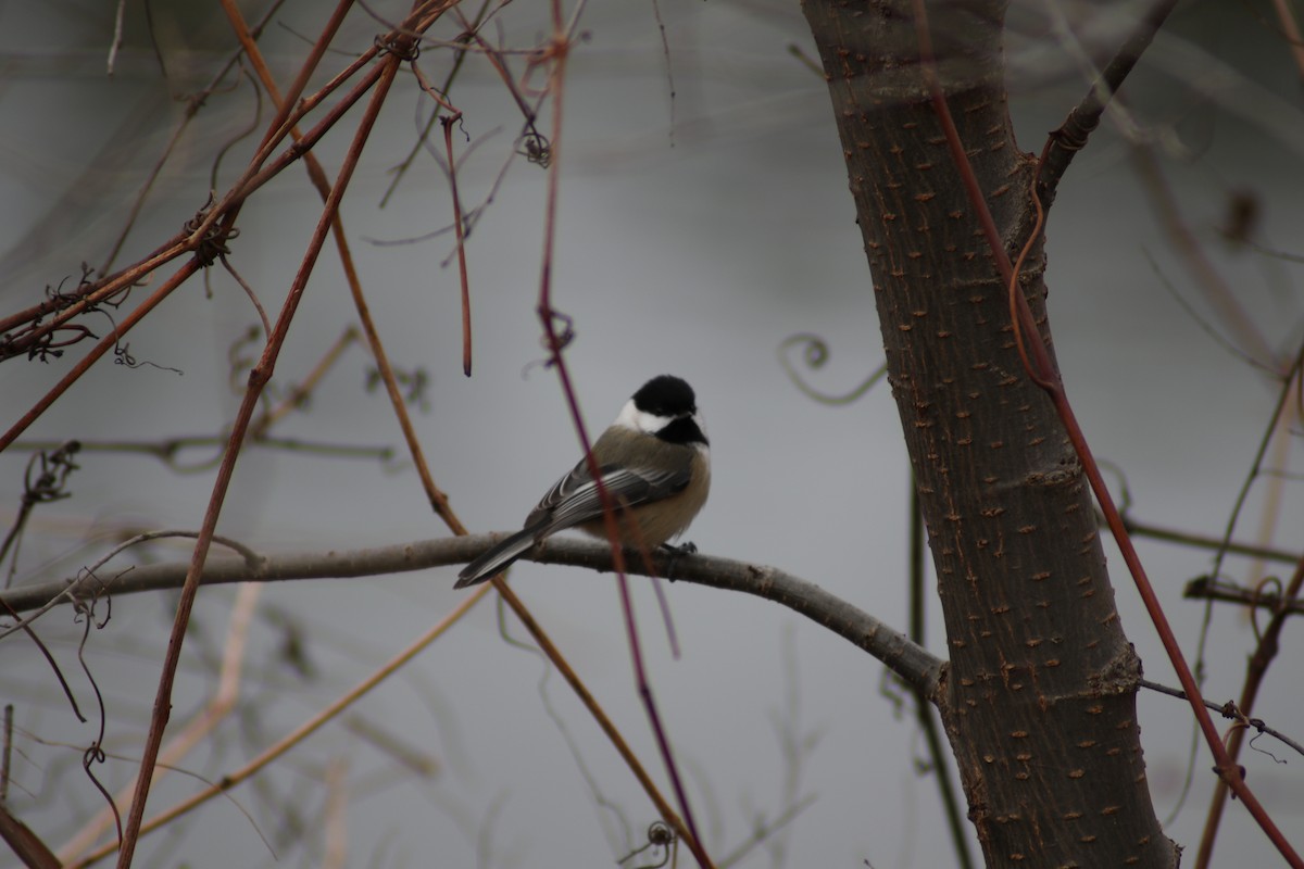 Black-capped Chickadee - Chandler Sonafrank