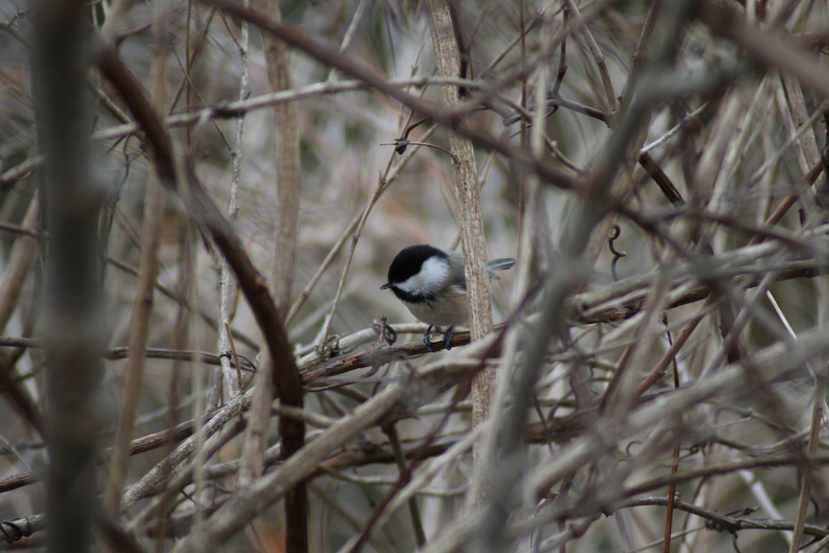 Mésange à tête noire - ML290690931