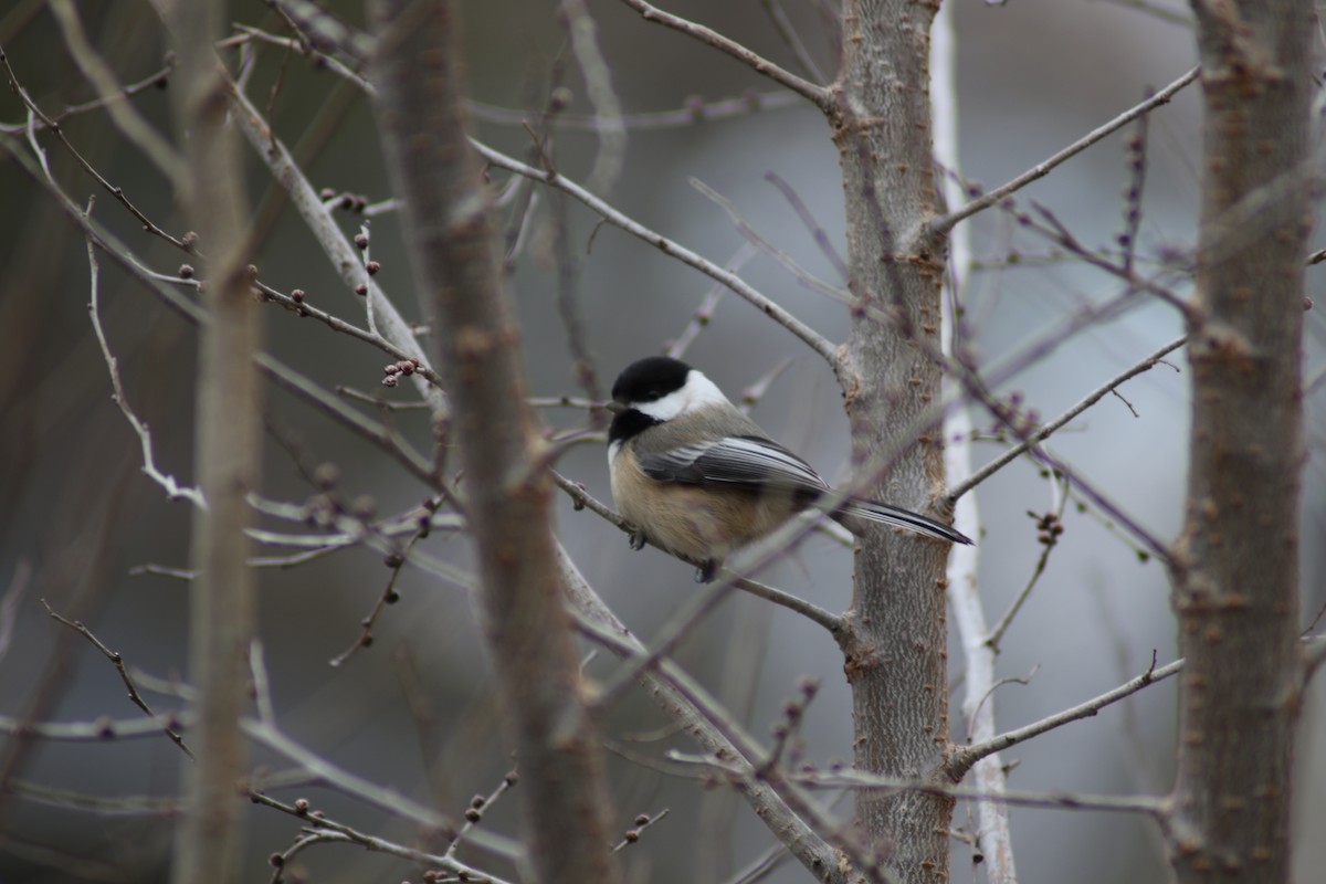 Black-capped Chickadee - ML290690941