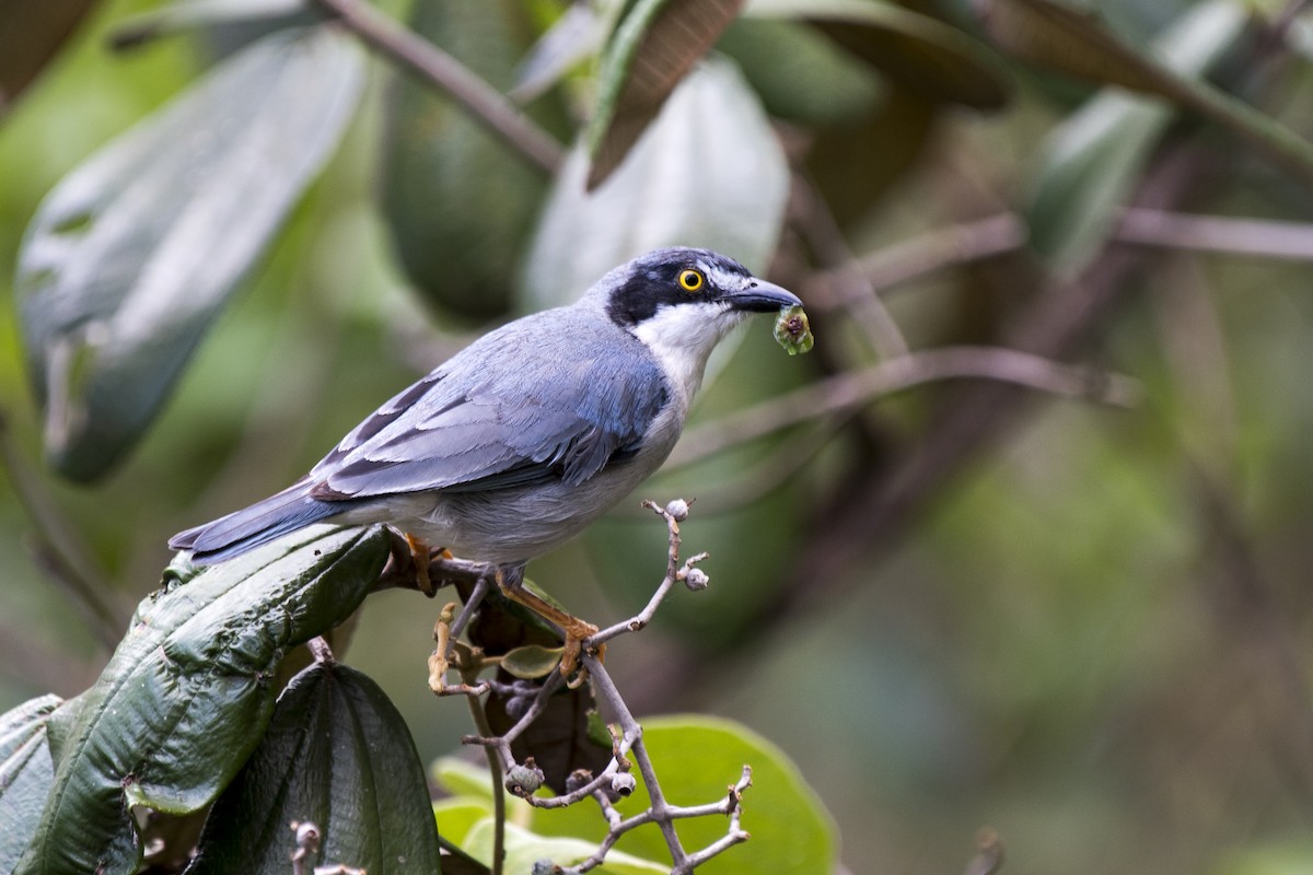 Hooded Tanager - ML290691081