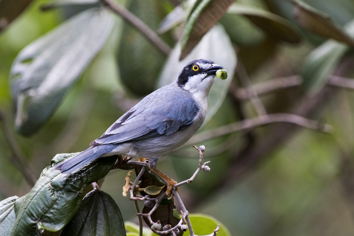 Hooded Tanager - ML290691091