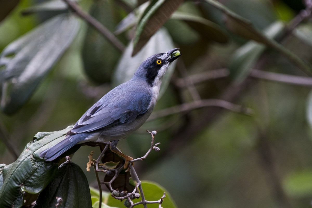 Hooded Tanager - ML290691121