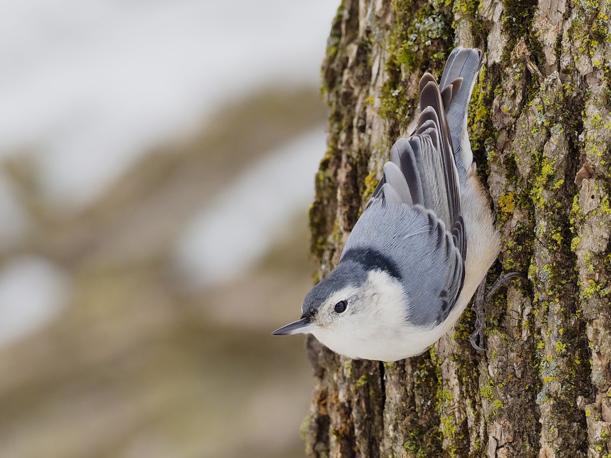 White-breasted Nuthatch - Denis Allard