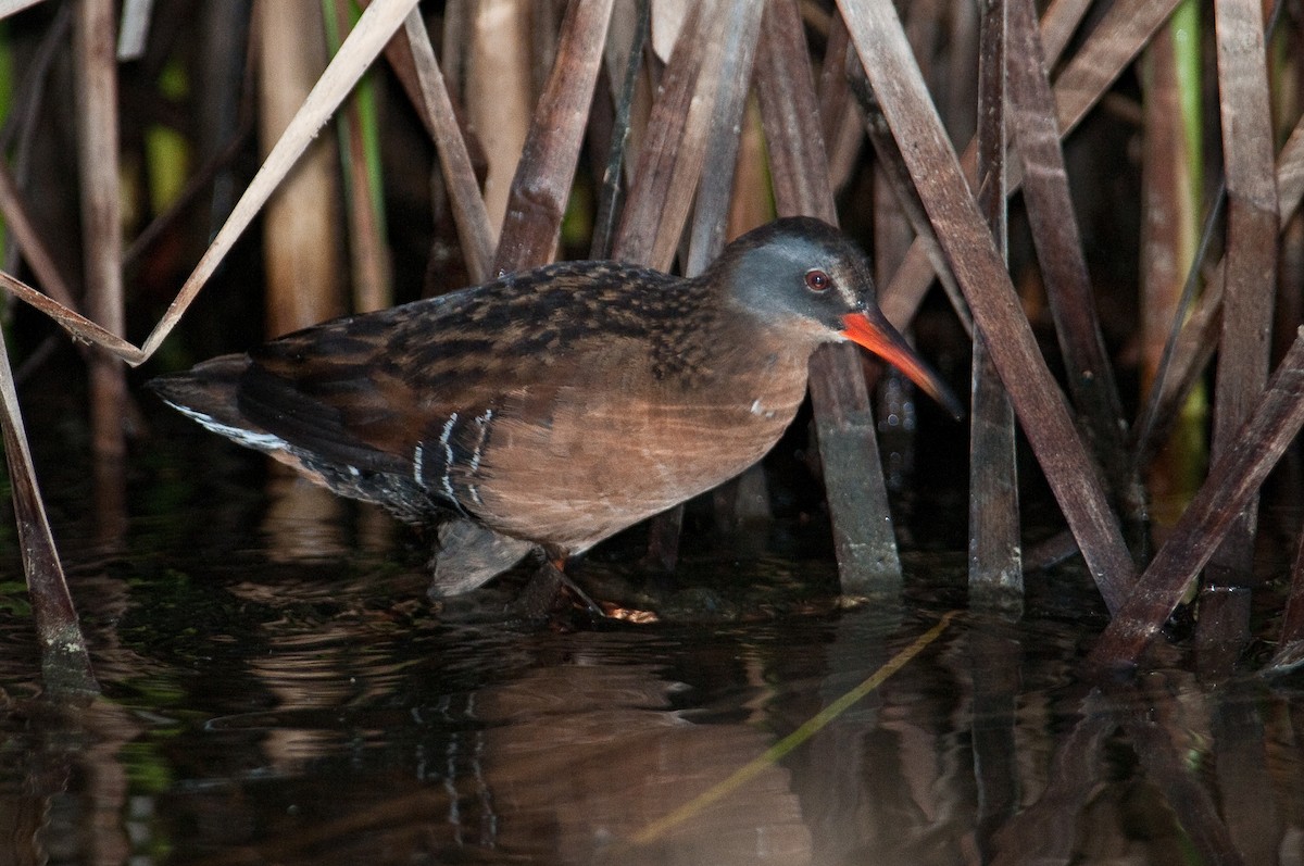 Virginia Rail - ML290691771