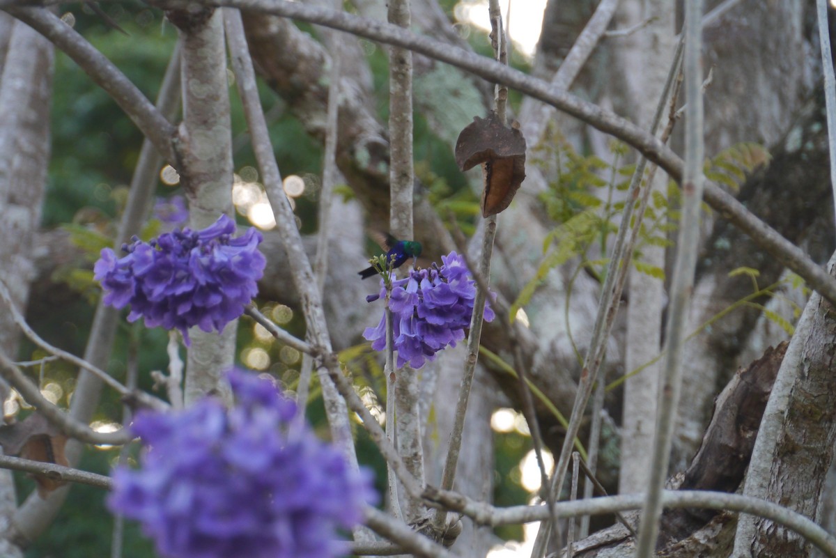 Violet-bellied Hummingbird - ML290692361