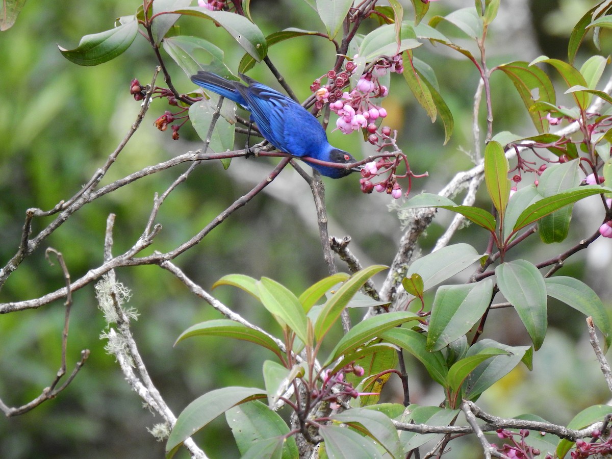 Masked Flowerpiercer - ML290692381