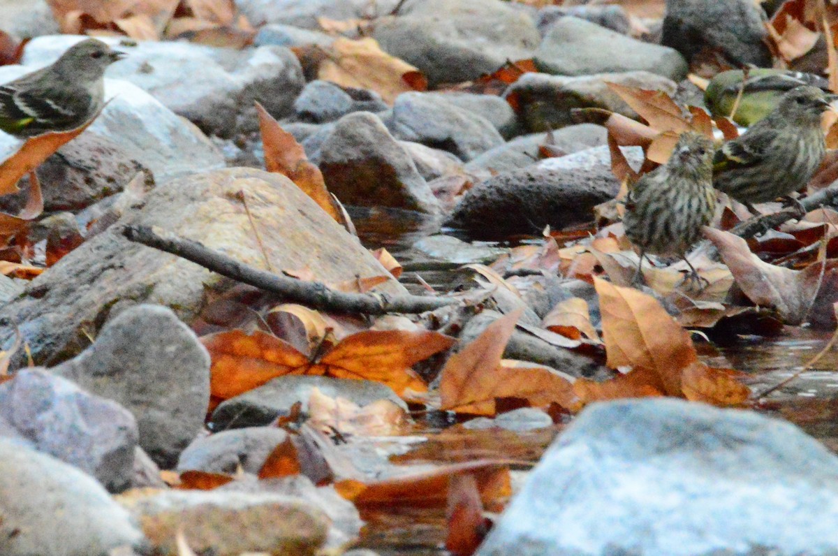 Pine Siskin - ML290692771