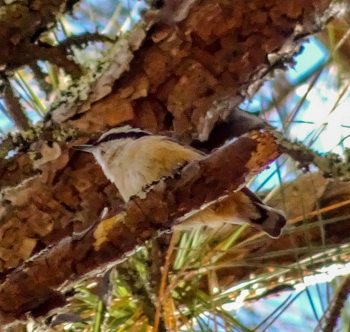 Red-breasted Nuthatch - ML290693251