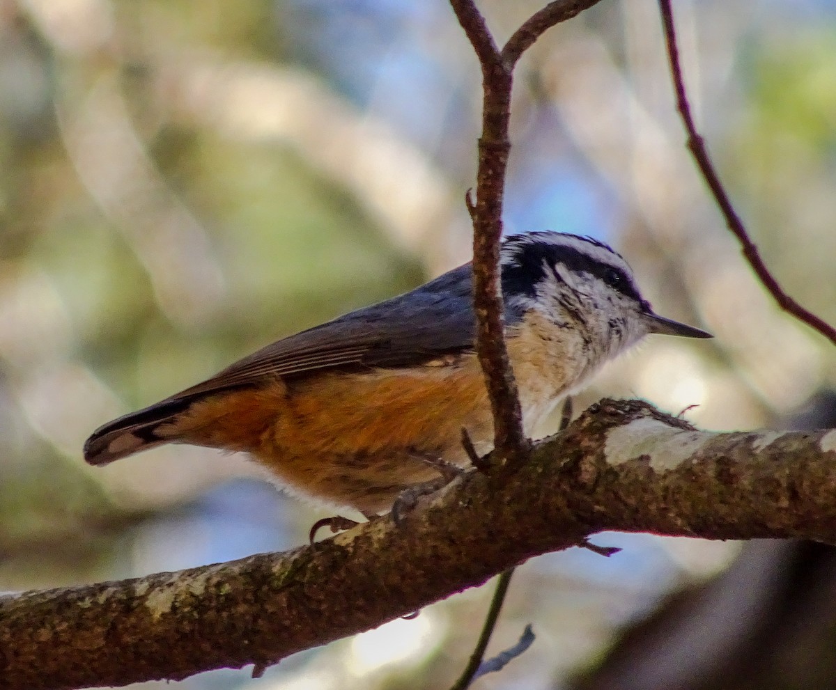Red-breasted Nuthatch - ML290693281