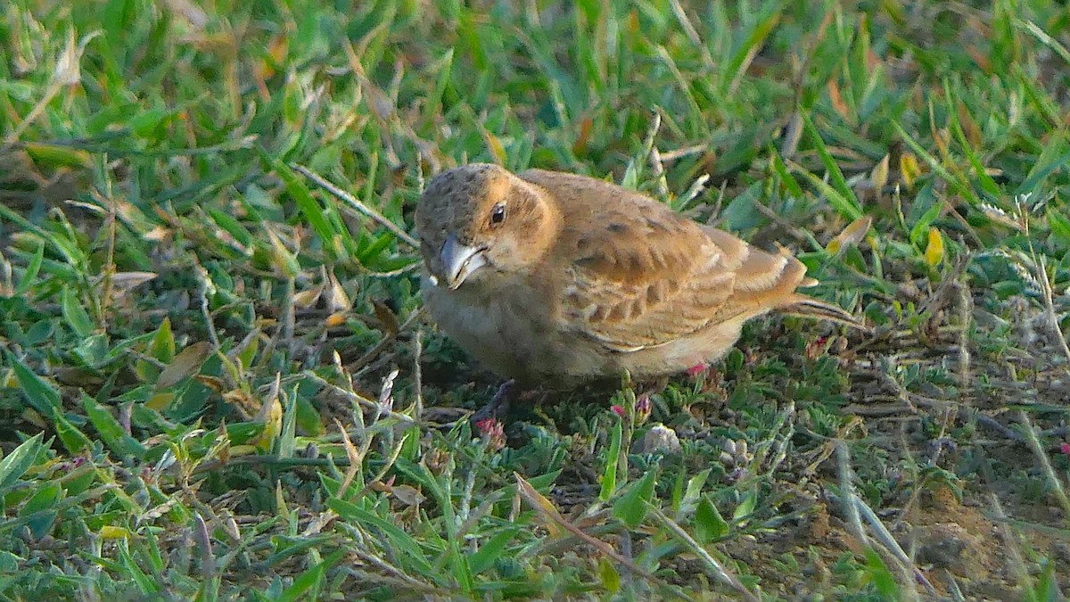 Ashy-crowned Sparrow-Lark - ML290693421