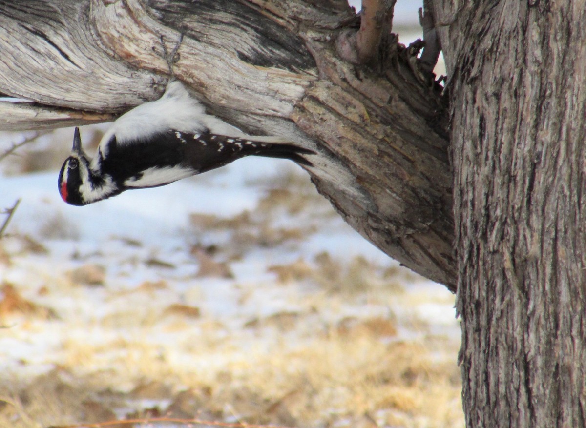 Hairy Woodpecker - ML290693571