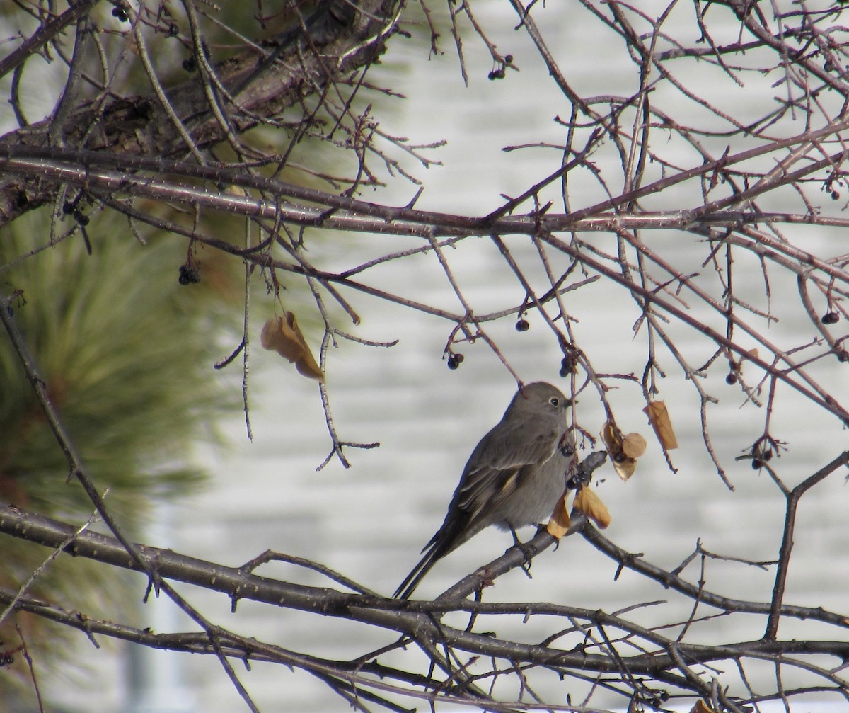 Townsend's Solitaire - ML290693761