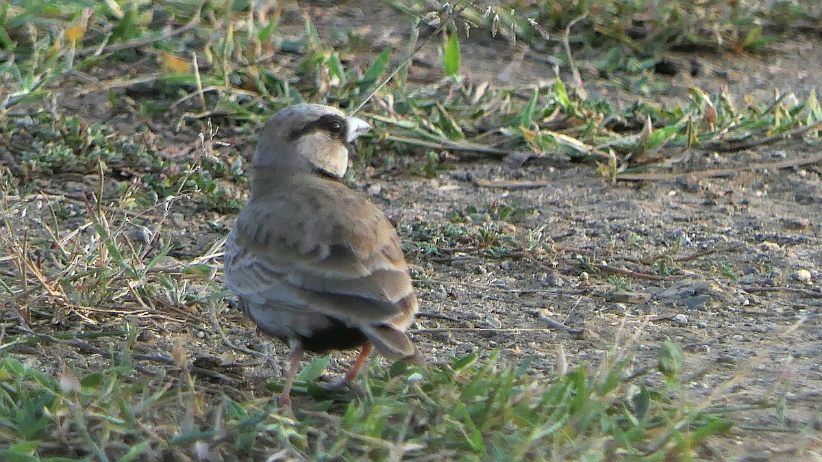 Ashy-crowned Sparrow-Lark - ML290693911