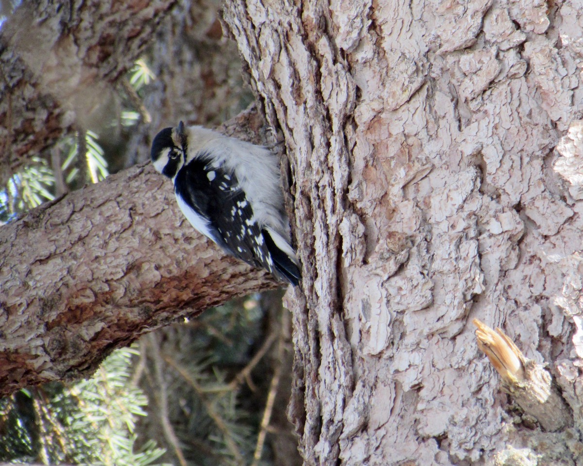 Downy Woodpecker - ML290694041