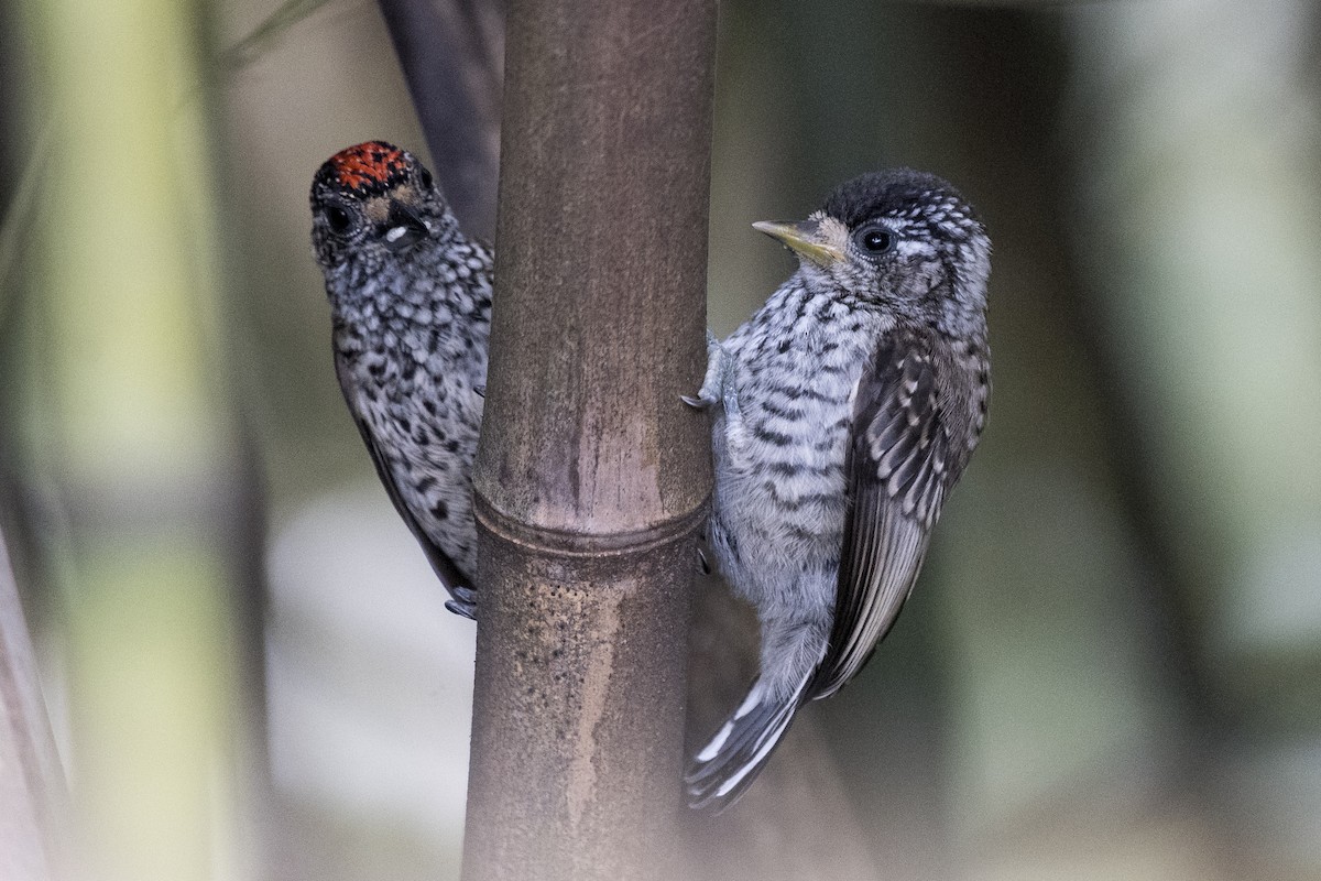 White-wedged Piculet - Luiz Carlos Ramassotti