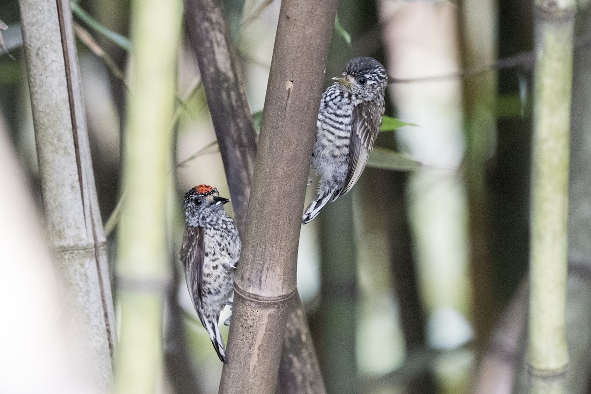White-wedged Piculet - ML290694931