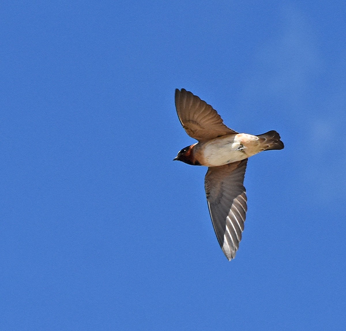 Cliff Swallow - Steven Mlodinow