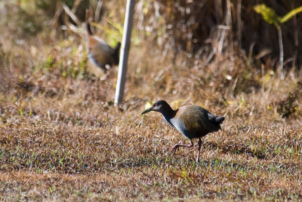 Slaty-breasted Wood-Rail - Stephen Davies