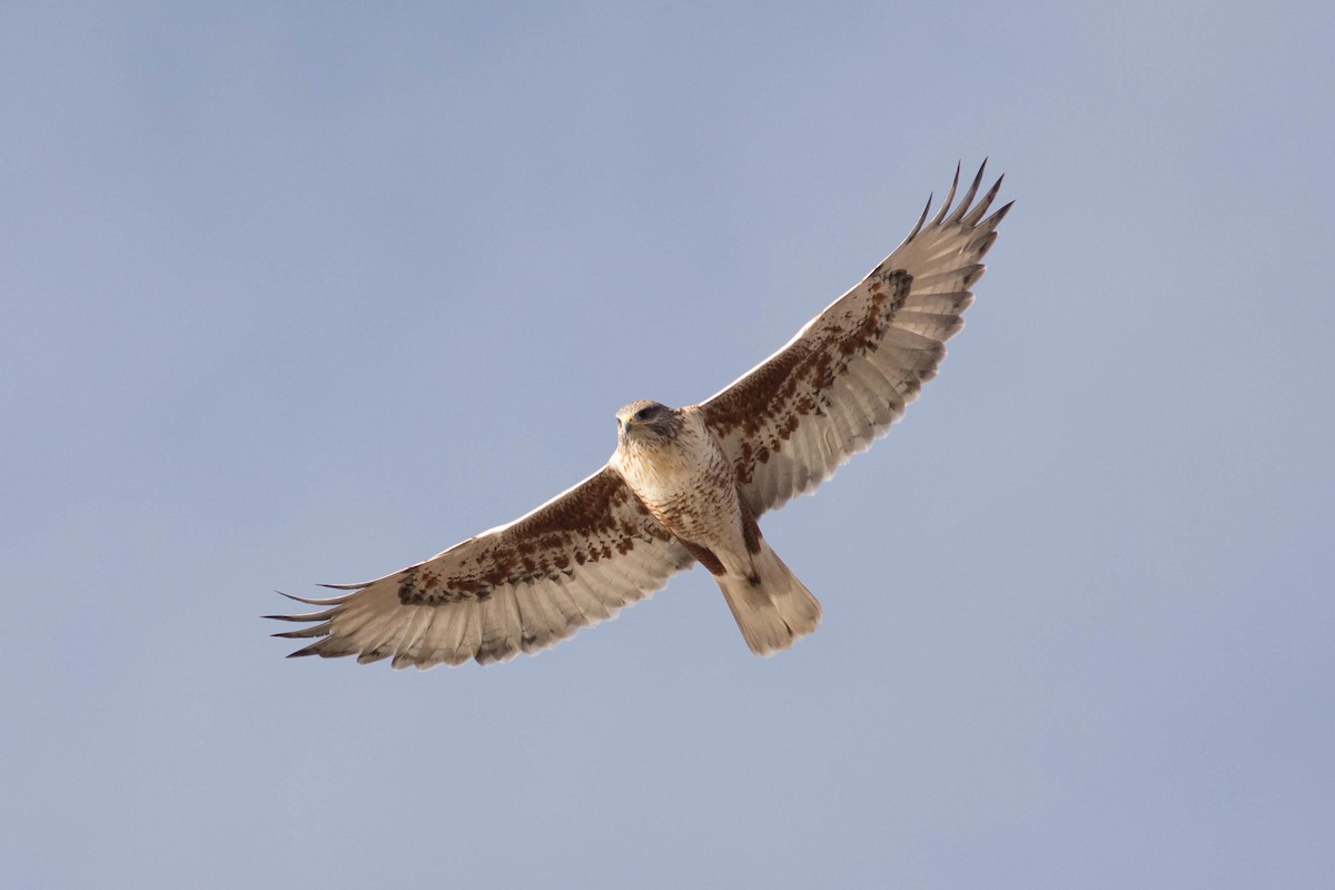 Ferruginous Hawk - ML290696381