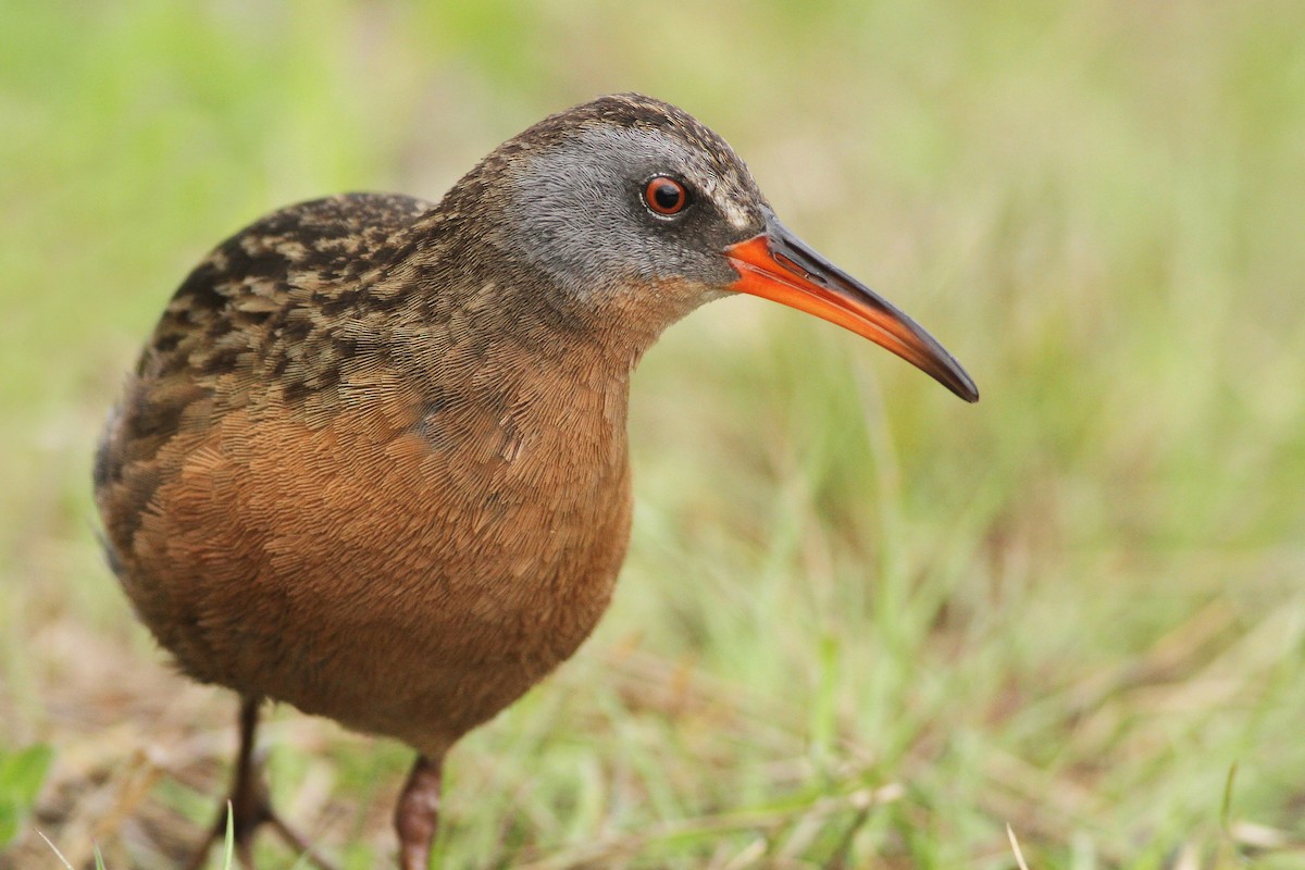 Virginia Rail (Virginia) - ML29069671