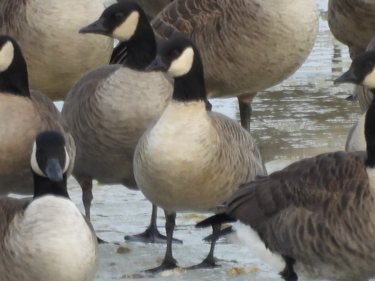 Cackling Goose - ML290697701