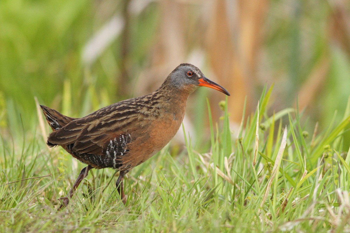 Virginia Rail - ML29069861
