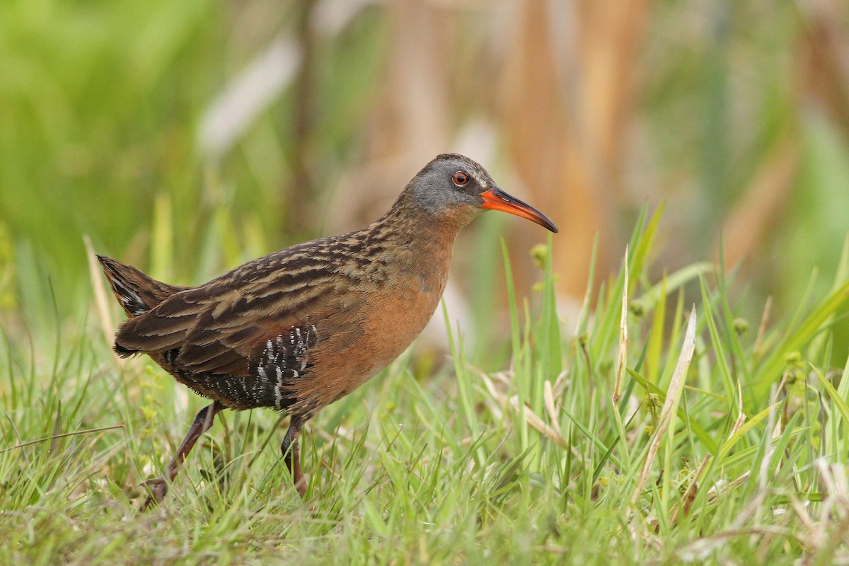 Virginia Rail (Virginia) - ML29069861