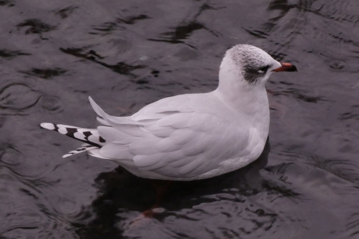 Mouette mélanocéphale - ML290700431