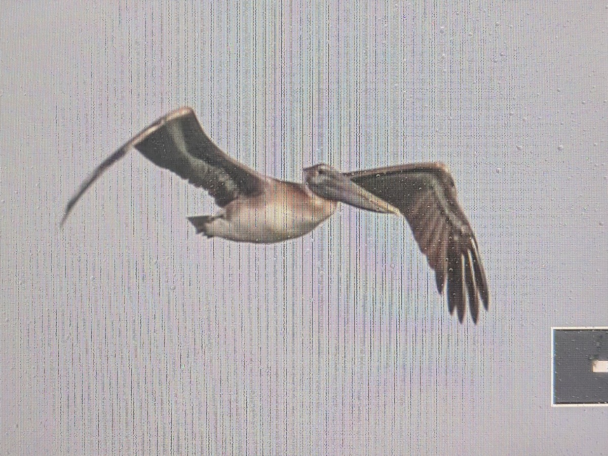 Brown Pelican - ML290700921