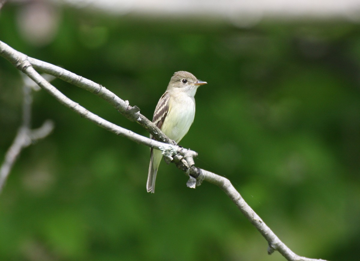 Alder Flycatcher - ML290701201
