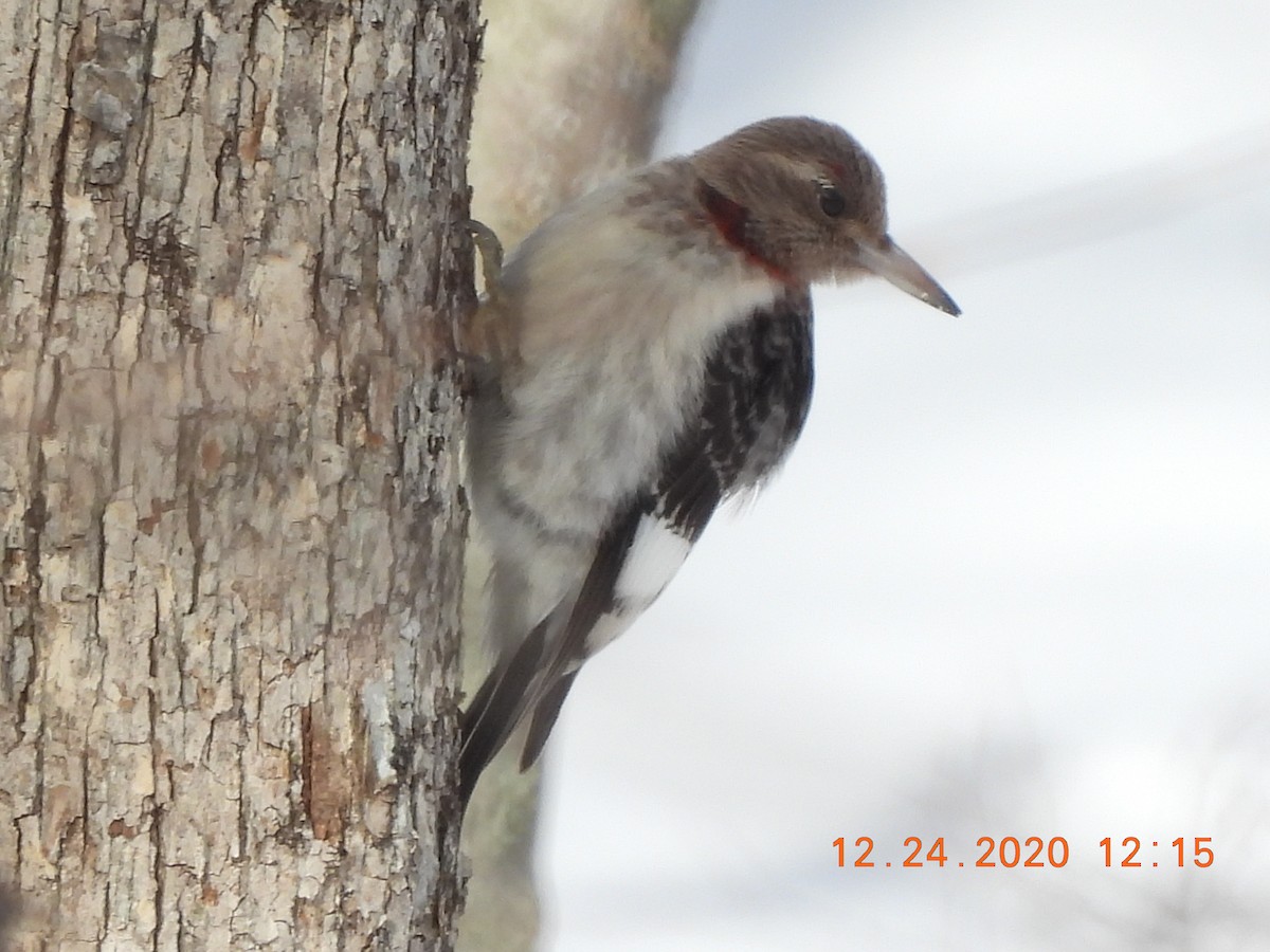 Red-headed Woodpecker - ML290702471