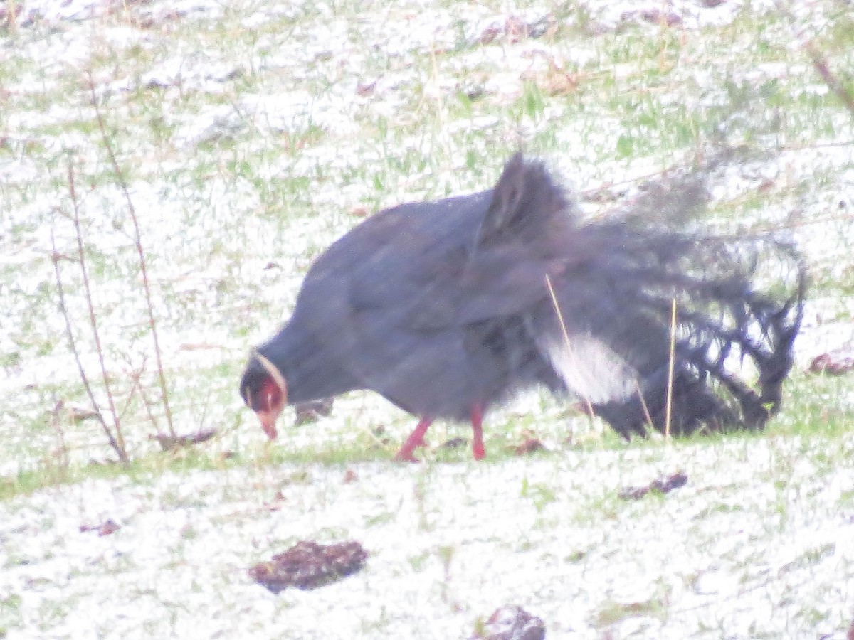 Blue Eared-Pheasant - ML290703201