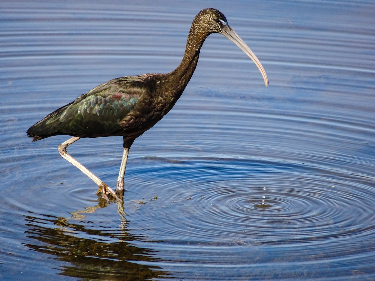 Glossy Ibis - Sevin Danchisen