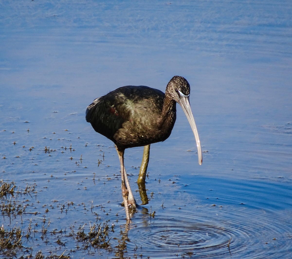 Glossy Ibis - Sevin Danchisen