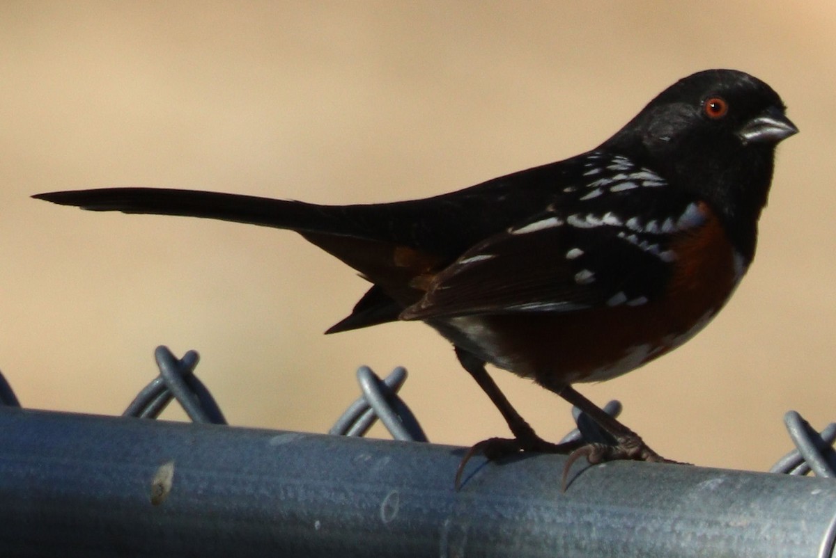 Spotted Towhee - ML290705671