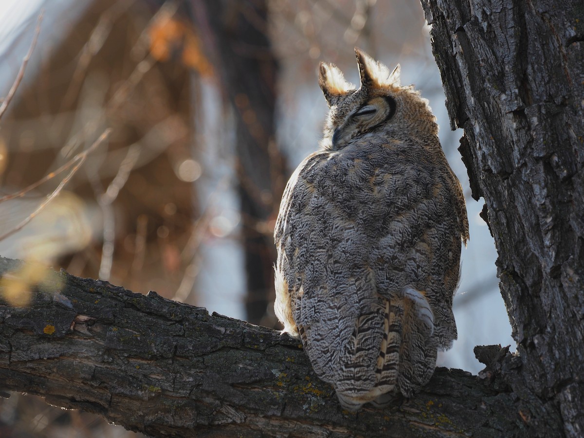 Great Horned Owl - Leslie S