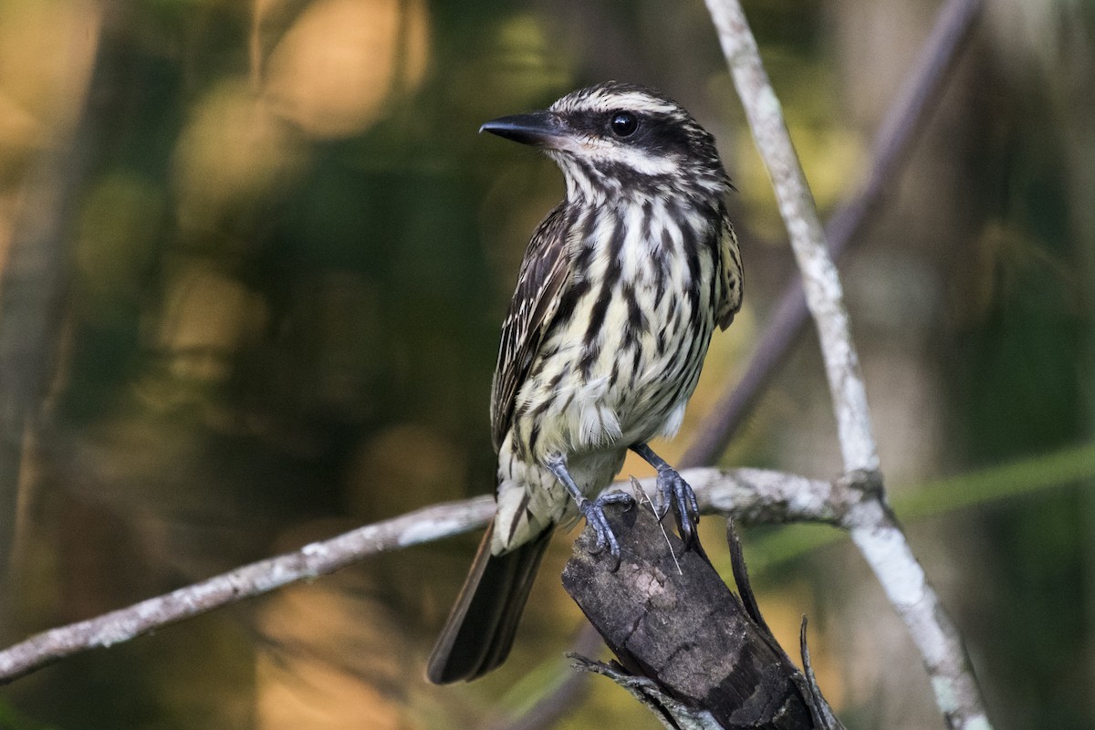 Streaked Flycatcher - ML290706541