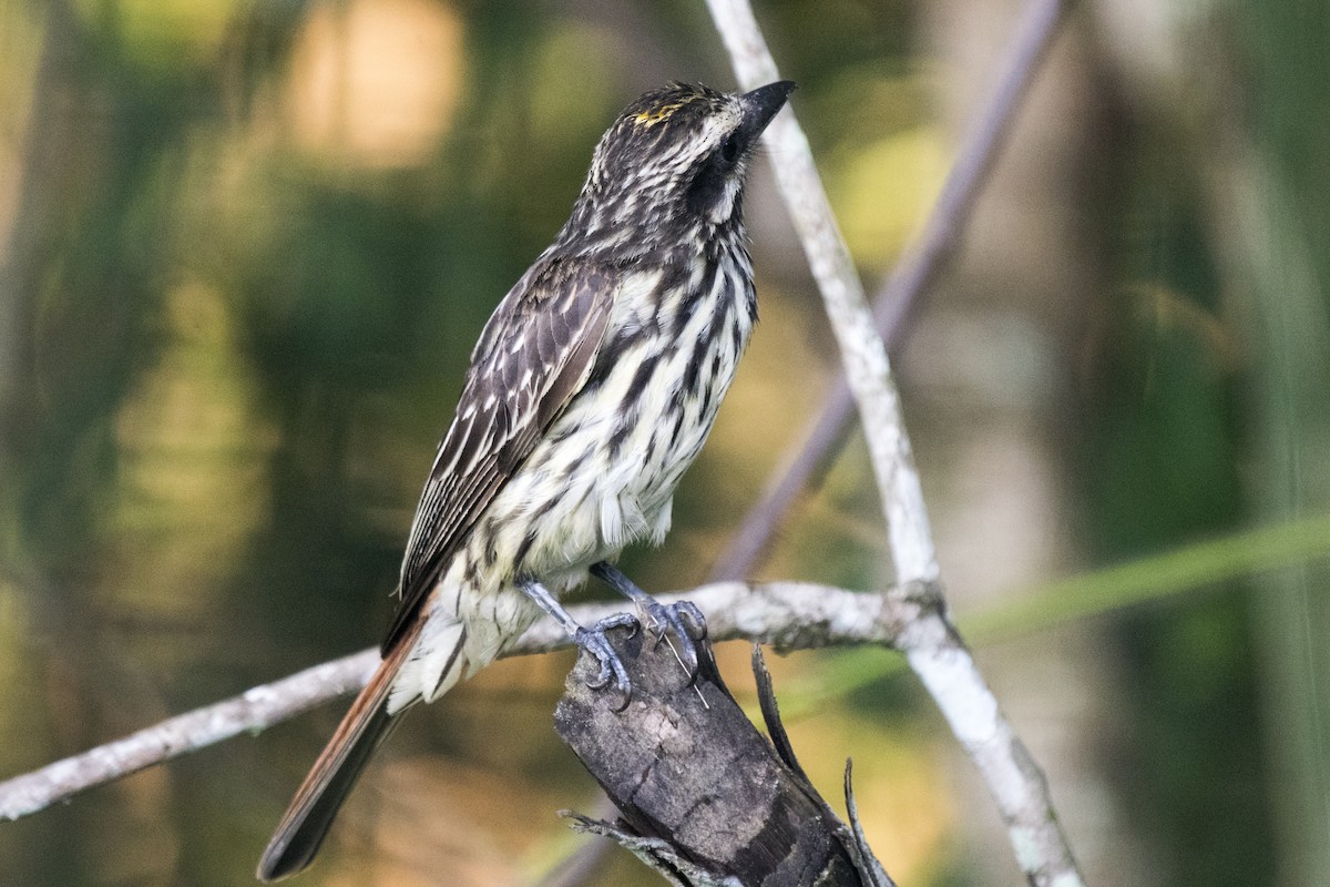 Streaked Flycatcher - ML290706551