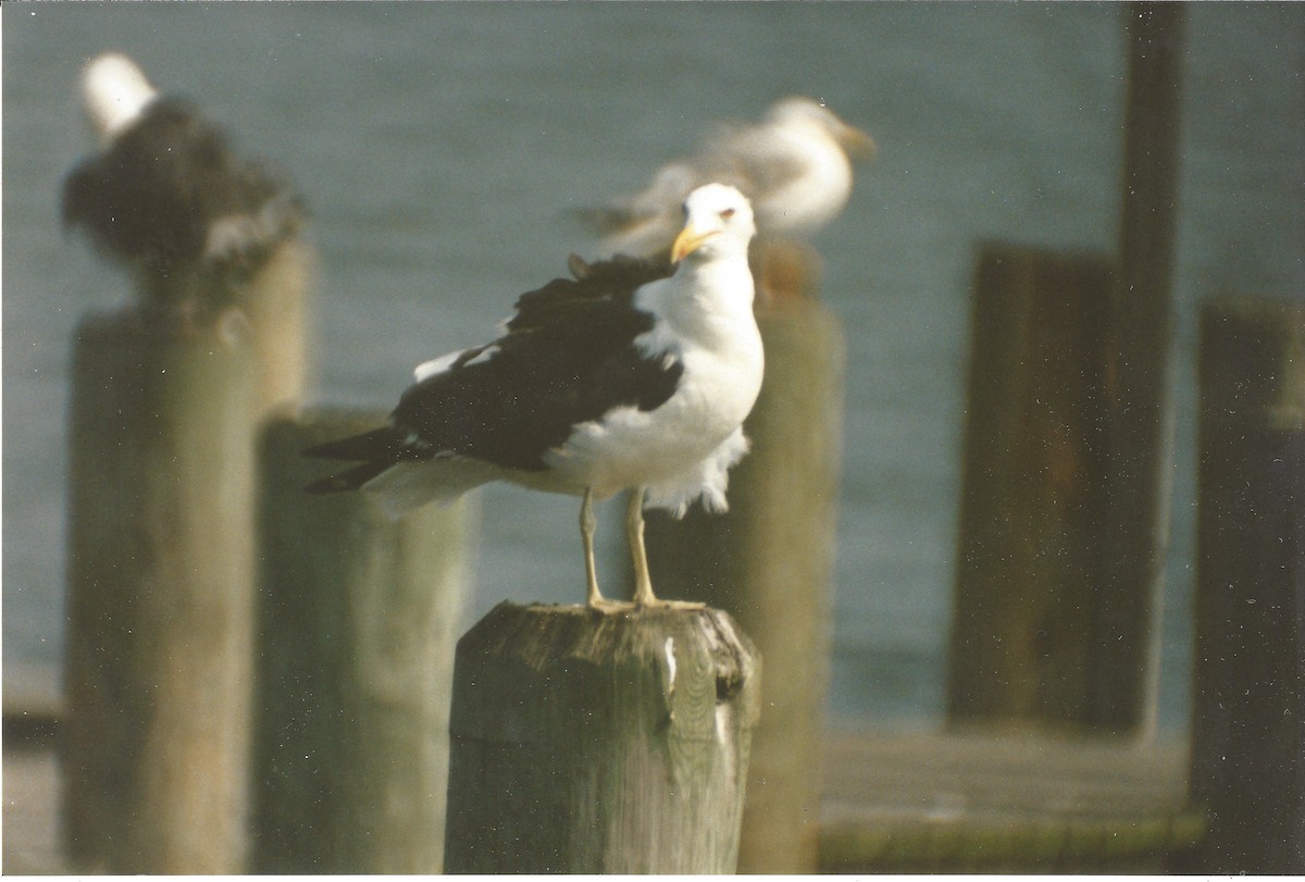 Kelp Gull - Jamie Meyers